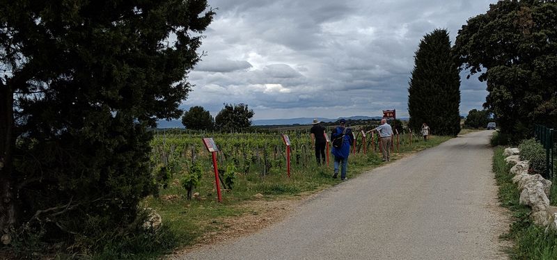 This one vineyard grows every type of Rhone grape varietal
